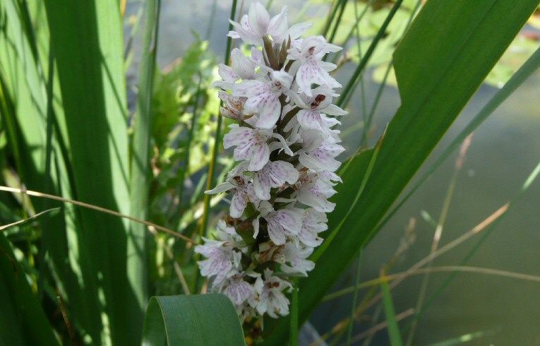 Common Spotted Orchid