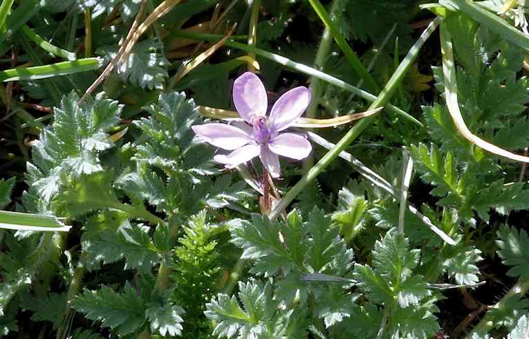 Common Storksbill