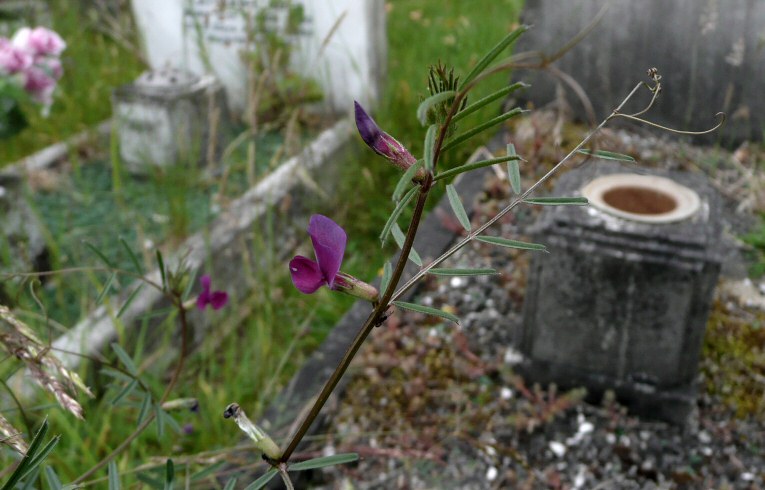 Common Vetch