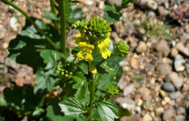 Common Winter-cress