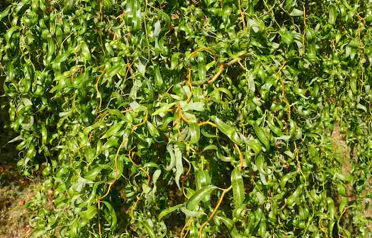 Contorted Willow