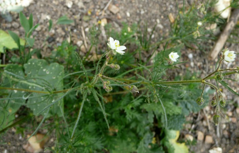 Corn Spurrey