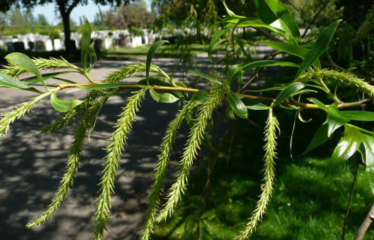 Crack Willow