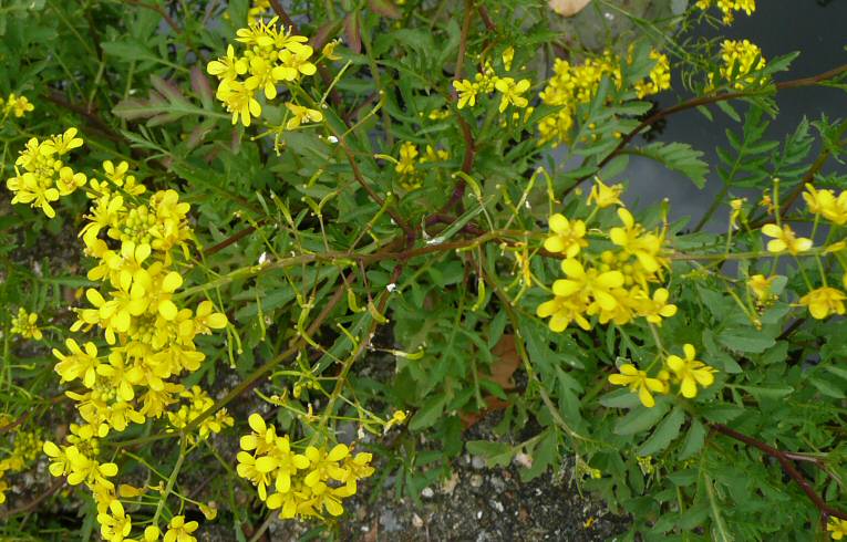 Creeping Yellowcress