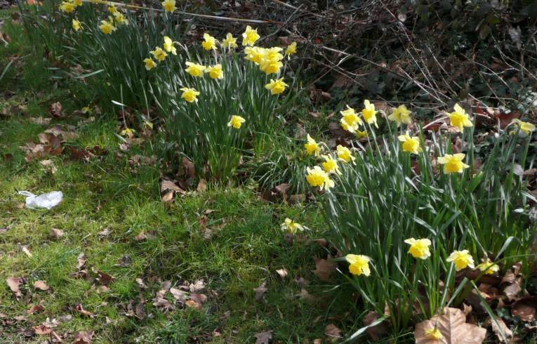 Hybrid Daffodil