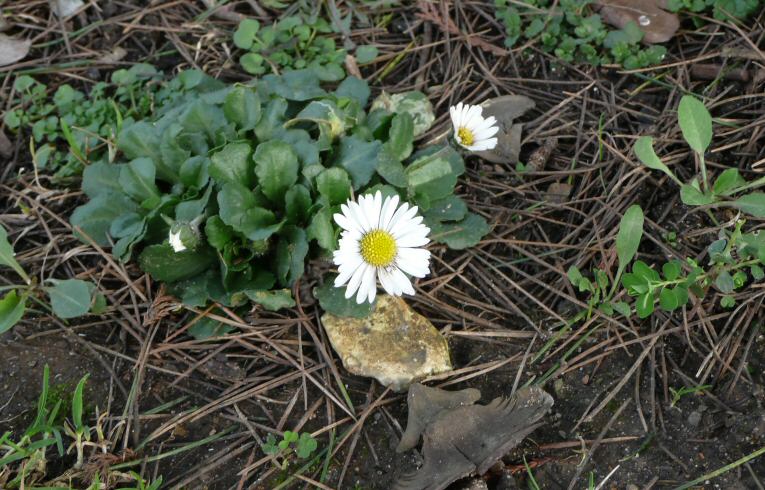 Daisy