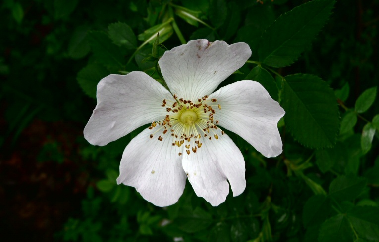 Dog Rose