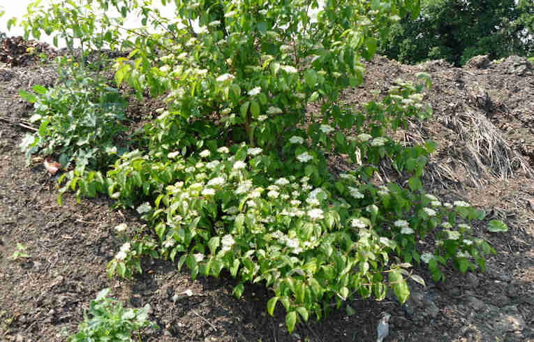 Dogwood