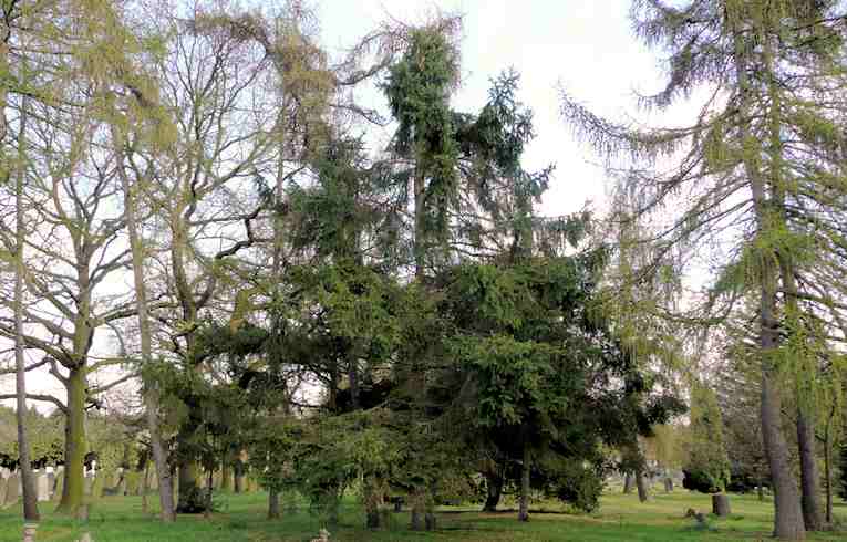 Douglas Fir