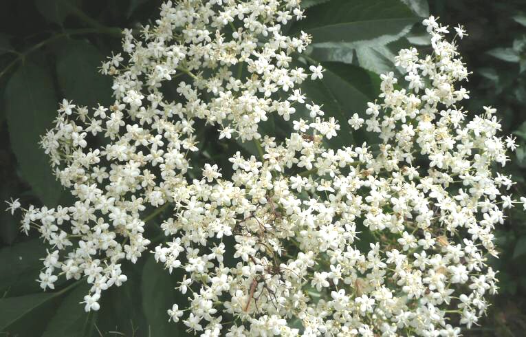 Elder