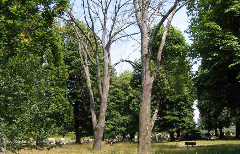Elm
