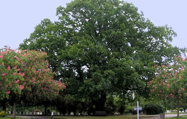 English Oak