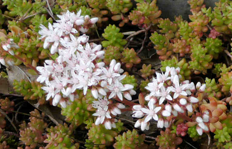 English Stonecrop