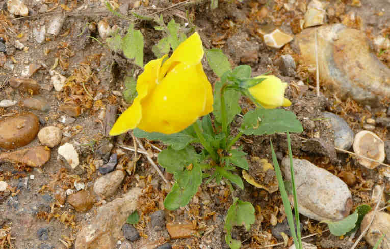 Evening Primrose