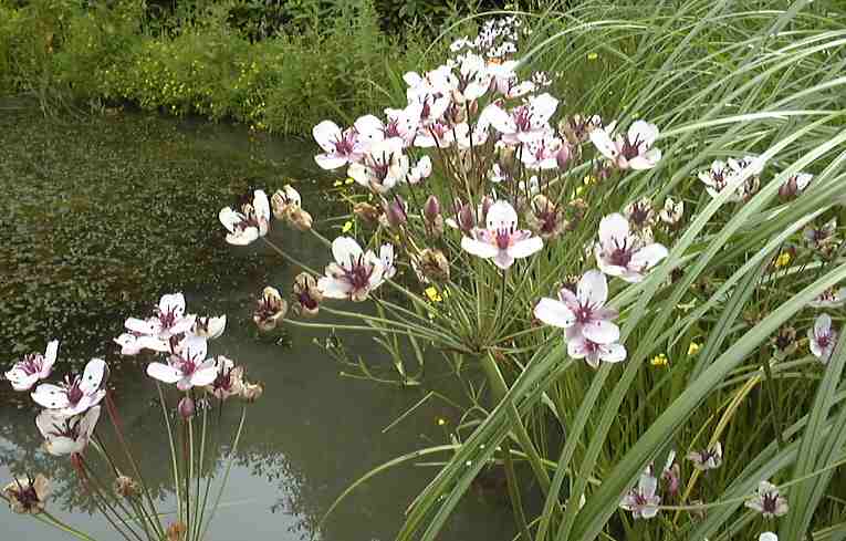 Flowering Rush