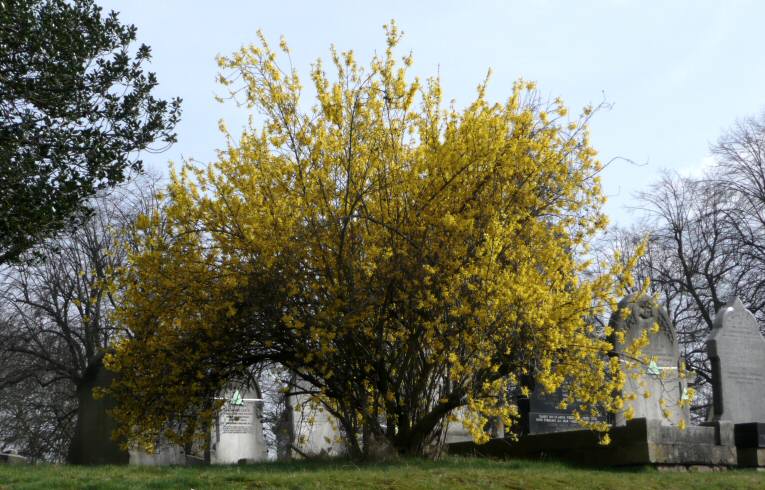 Forsythia