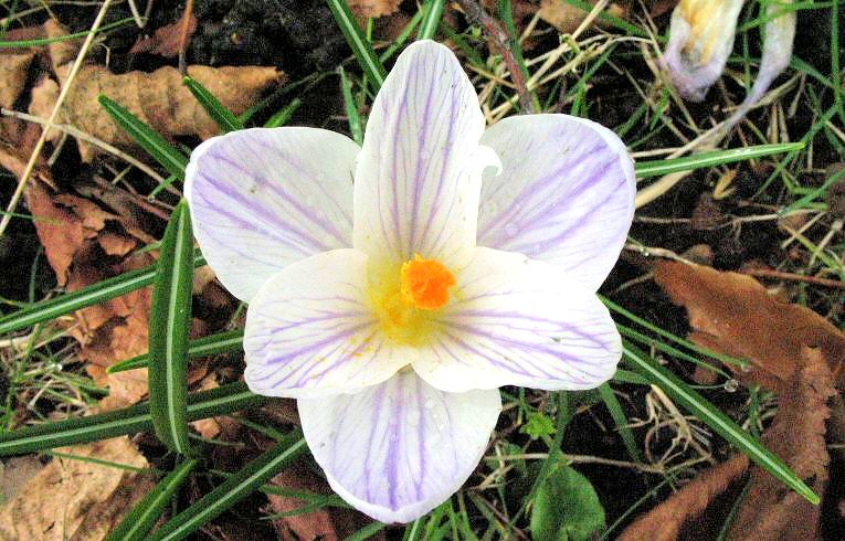 Garden Crocus