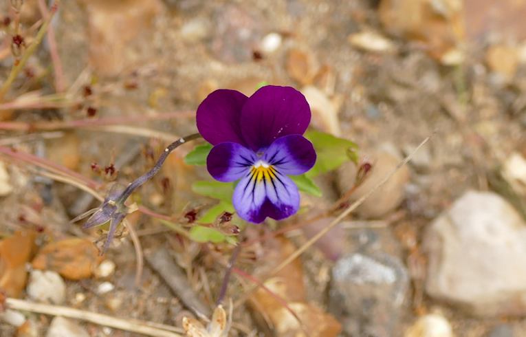 Garden Pansy