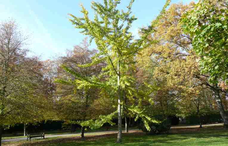 Gingko biloba