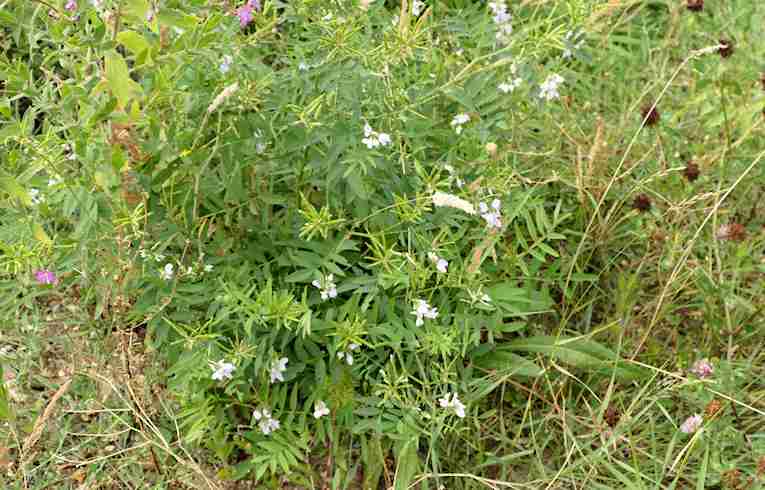 Goat's Rue