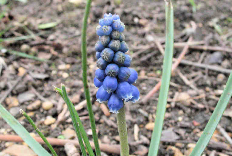 Grape Hyacinth