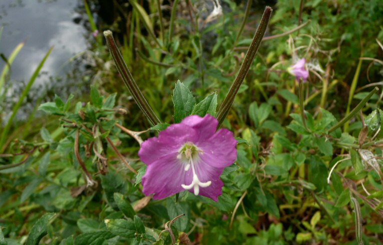 Great Willowherb