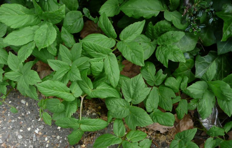 Ground Elder