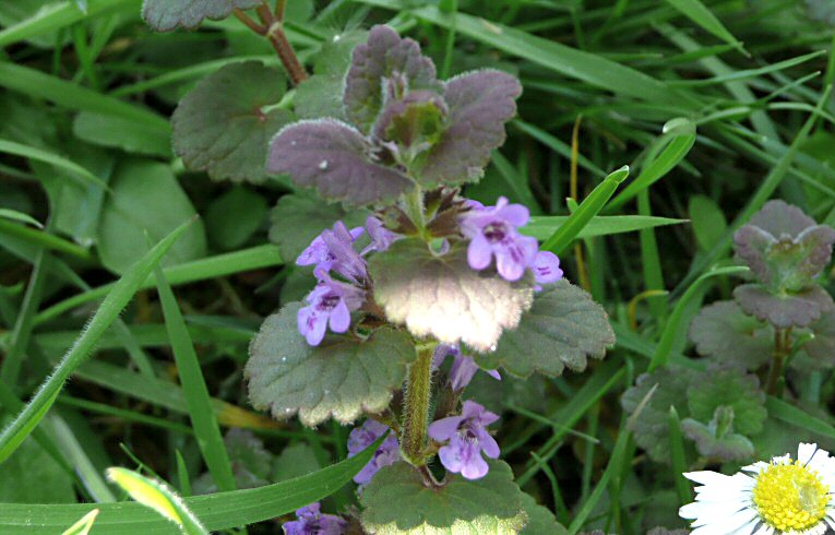 Ground Ivy