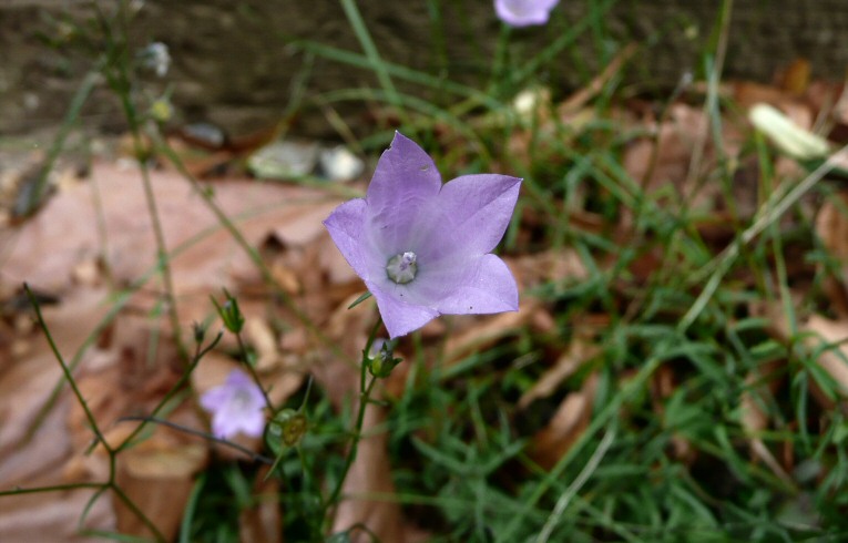 Campanula rotundifolia