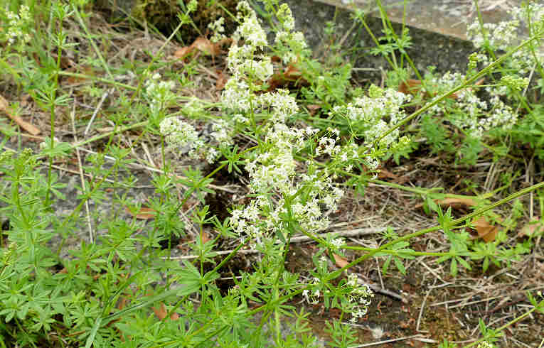 Hedge Bedstraw