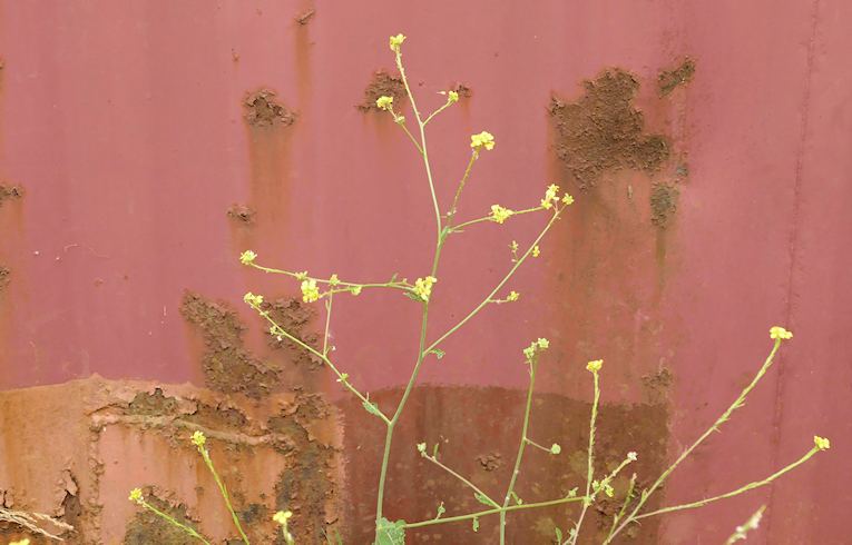 Hedge Mustard