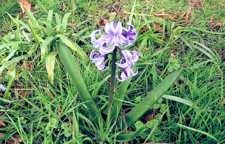 Hyacinthoides hispanica