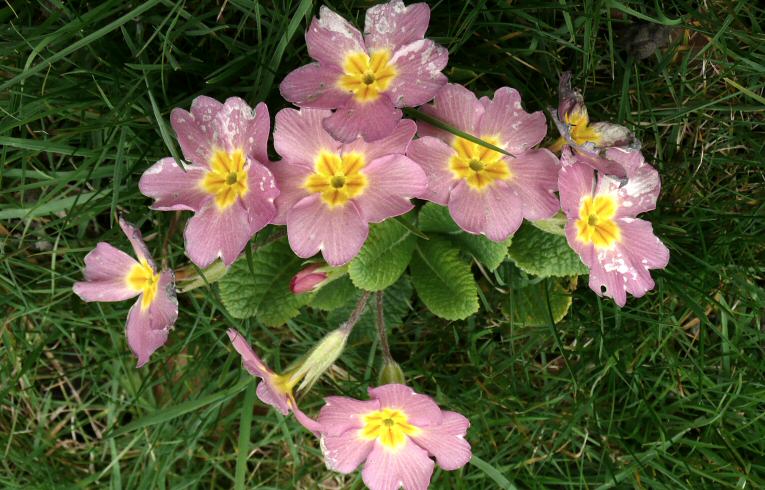 Hybrid Primrose