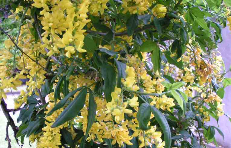 Laburnum anagyroides