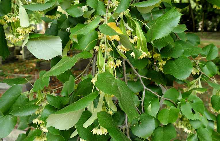 Large-leafed Lime