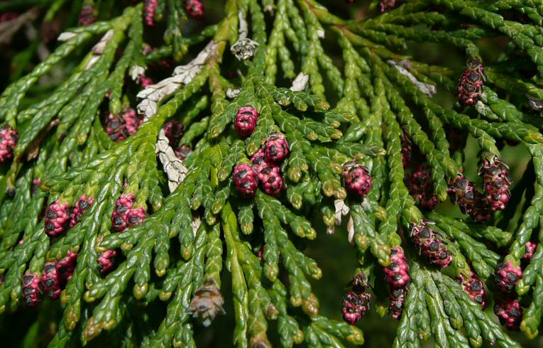Lawson's Cypress flowers
