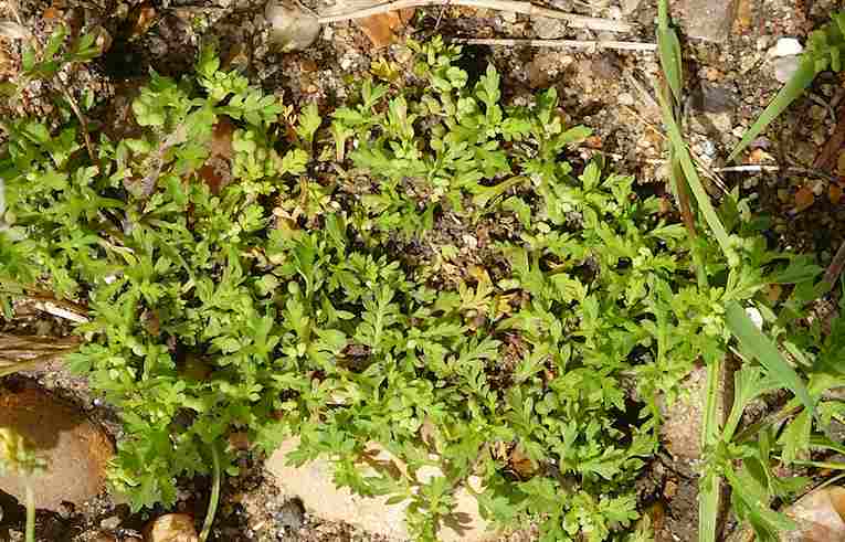 Lesser Swine Cress