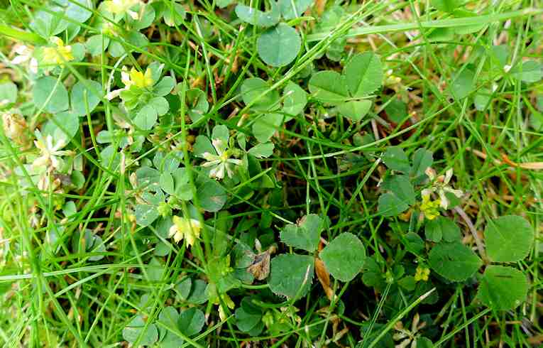 Lesser Trefoil