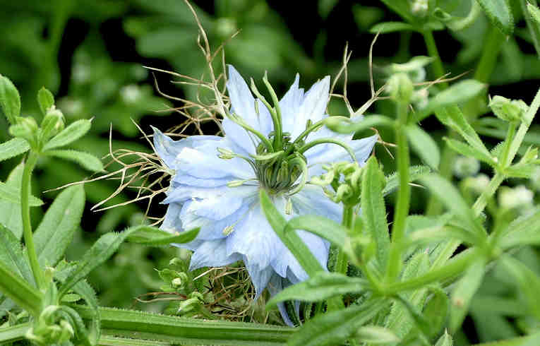 Love-in-a-mist