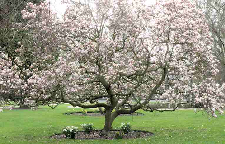 Magnolia