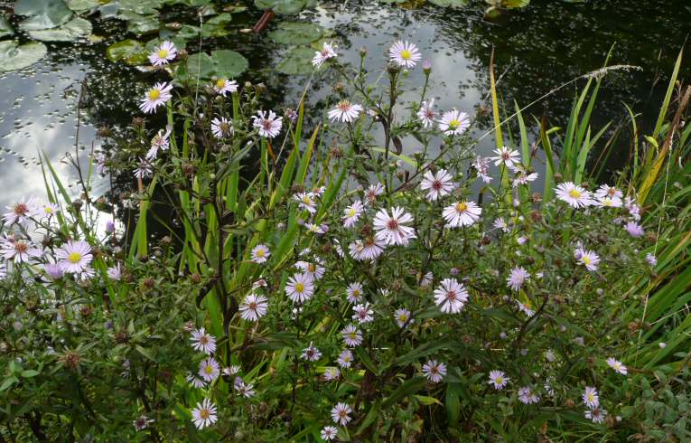 Michaelmas Daisy