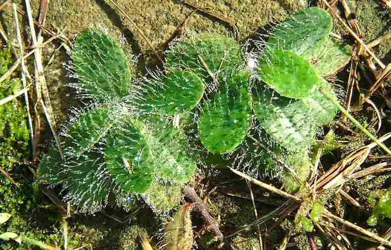 Mouse-ear Hawkweed