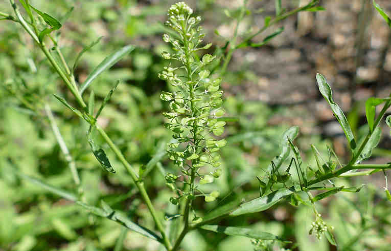Narrow-leaved Pepperwort
