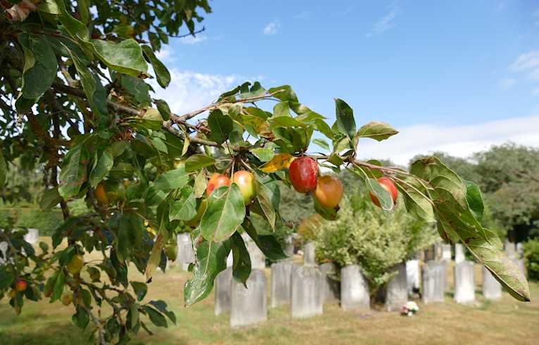 Orchard.Apple