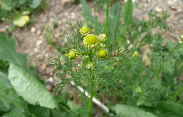 Pineapple Mayweed