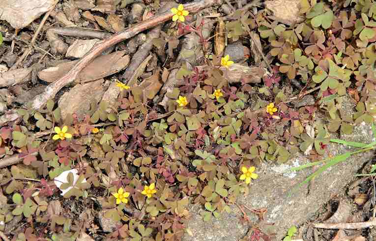 Procumbent Yellow-sorrel