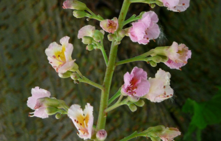 Red Horse-chestnut