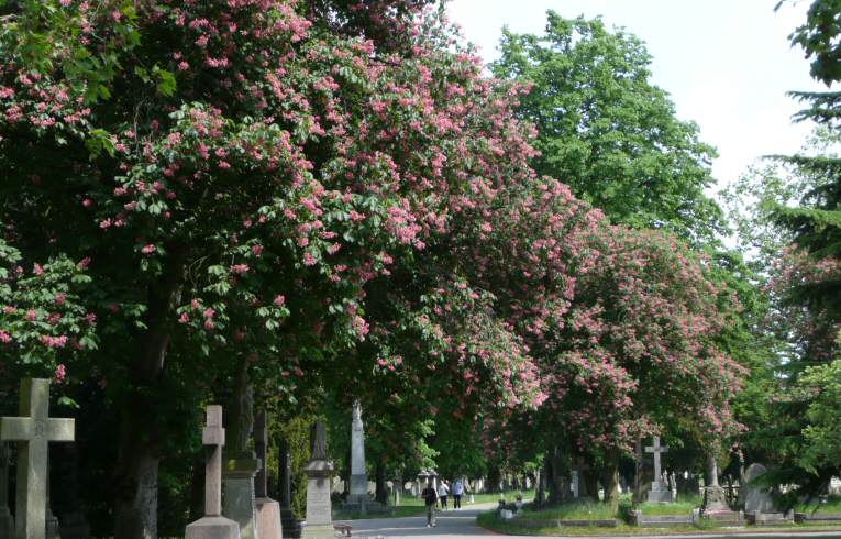Red Horse Chestnut