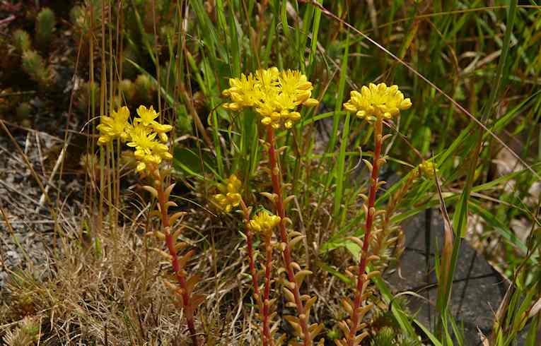 Reflexed Stonecrop