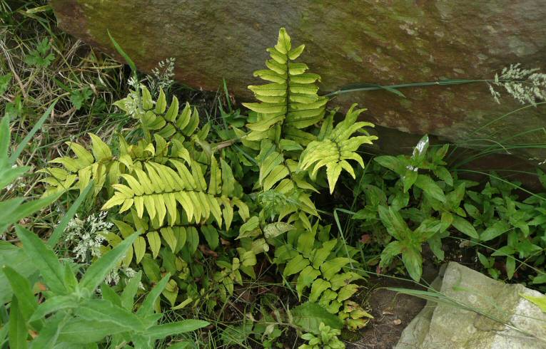 Royal Fern